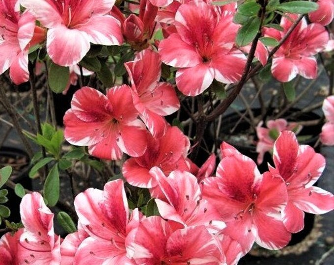 Dogwood Azalea 6pk Rooted Cuttings Etsy