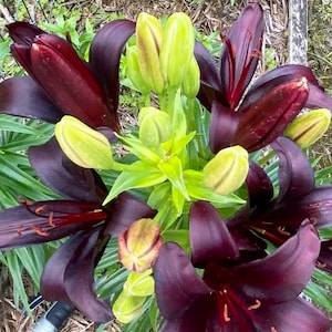 Blooming Asiatic LARGE Black Wizard Lily Bulbs w/bulbets
