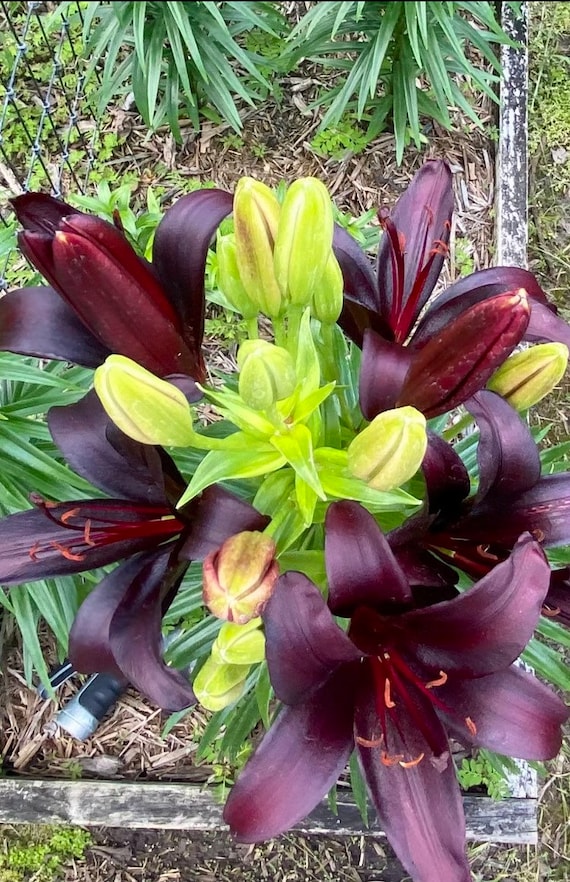 Lilium Bulbs Online India edu.svet.gob.gt