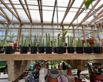 Starfish Stapelia grandiflora