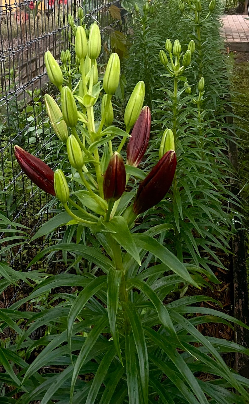 Puede incluir: Primer plano de una planta de lirio rojo oscuro con m&uacute;ltiples capullos. La planta est&aacute; rodeada de hojas verdes y crece en un jard&iacute;n.