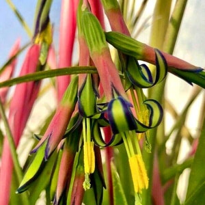Billbergia nutans 'Queen's Tears' Bromeliads - Established Plant - Bare Root