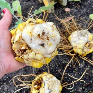 Puede incluir: Primer plano de tres bulbos de flores amarillos y blancos con ra&iacute;ces adheridas. Los bulbos est&aacute;n dispuestos sobre una superficie marr&oacute;n oscura.