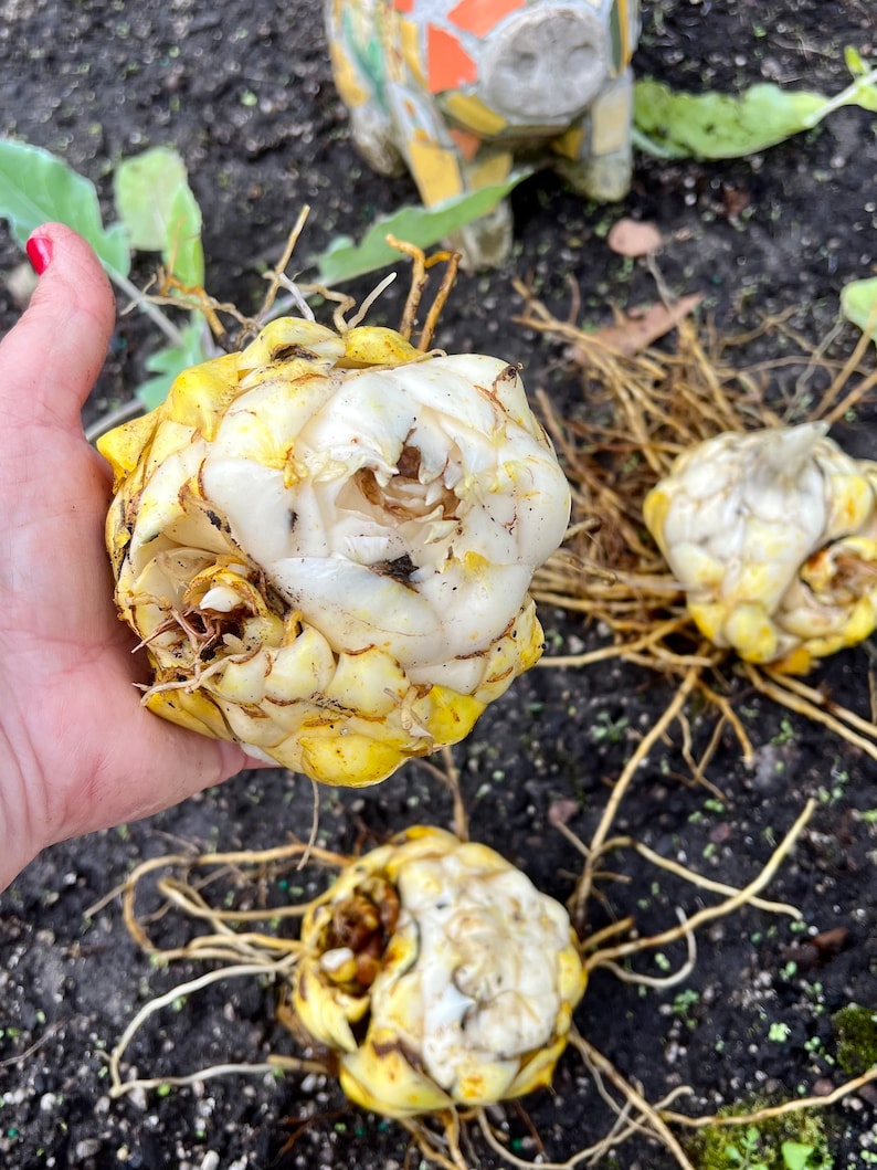 Puede incluir: Primer plano de tres bulbos de flores amarillos y blancos con ra&iacute;ces adheridas. Los bulbos est&aacute;n dispuestos sobre una superficie marr&oacute;n oscura.