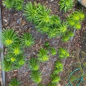 Puede incluir: Una vista cercana de un lecho de jard&iacute;n con m&uacute;ltiples plantas verdes que crecen en mantillo marr&oacute;n. Las plantas tienen hojas largas y estrechas y est&aacute;n dispuestas en un patr&oacute;n sim&eacute;trico.
