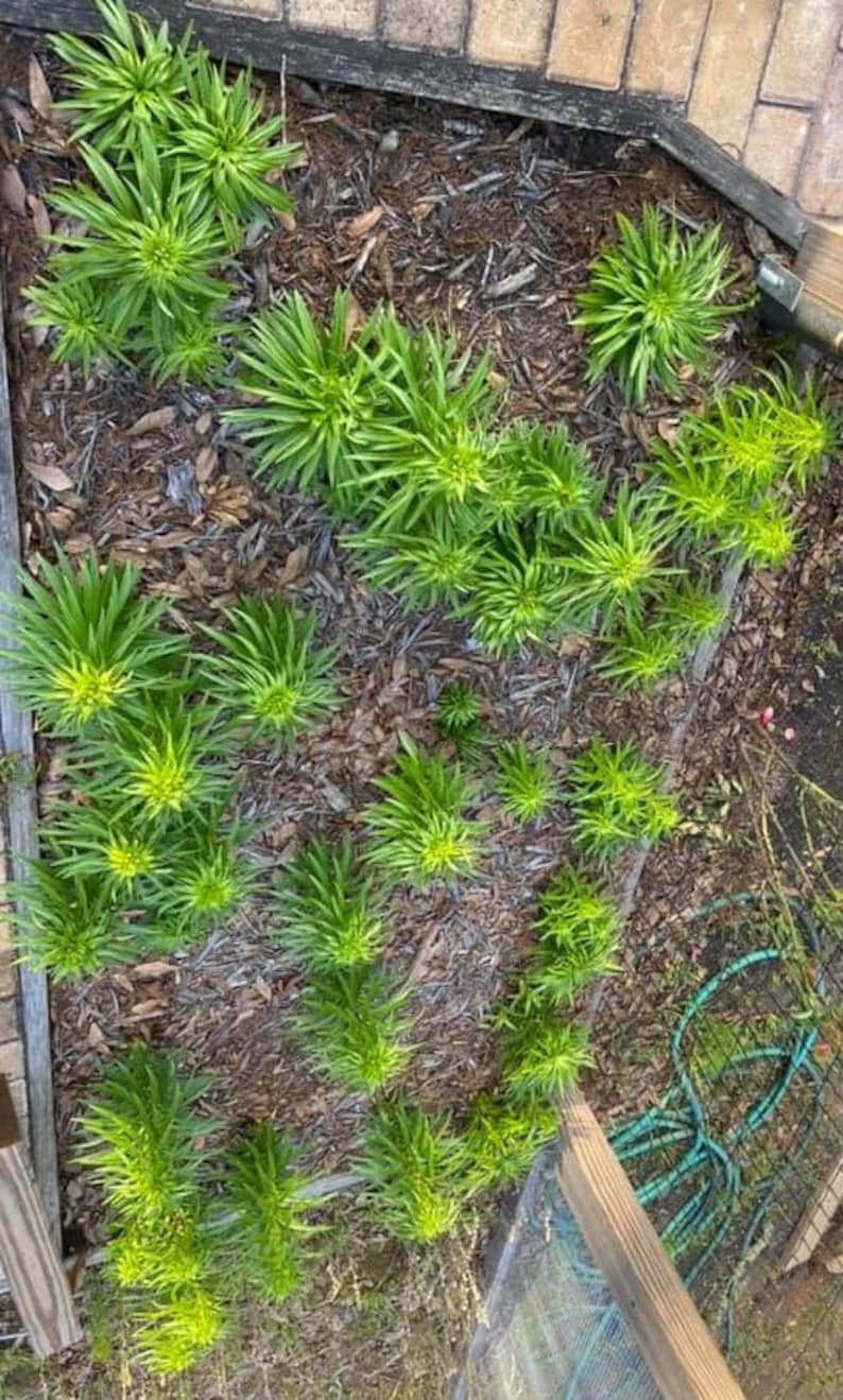 Puede incluir: Una vista cercana de un lecho de jard&iacute;n con m&uacute;ltiples plantas verdes que crecen en mantillo marr&oacute;n. Las plantas tienen hojas largas y estrechas y est&aacute;n dispuestas en un patr&oacute;n sim&eacute;trico.