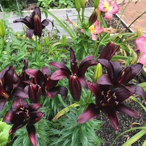Puede incluir: Primer plano de un grupo de lirios de color burdeos oscuro en flor. Los lirios est&aacute;n rodeados de follaje verde y crecen en un jard&iacute;n.