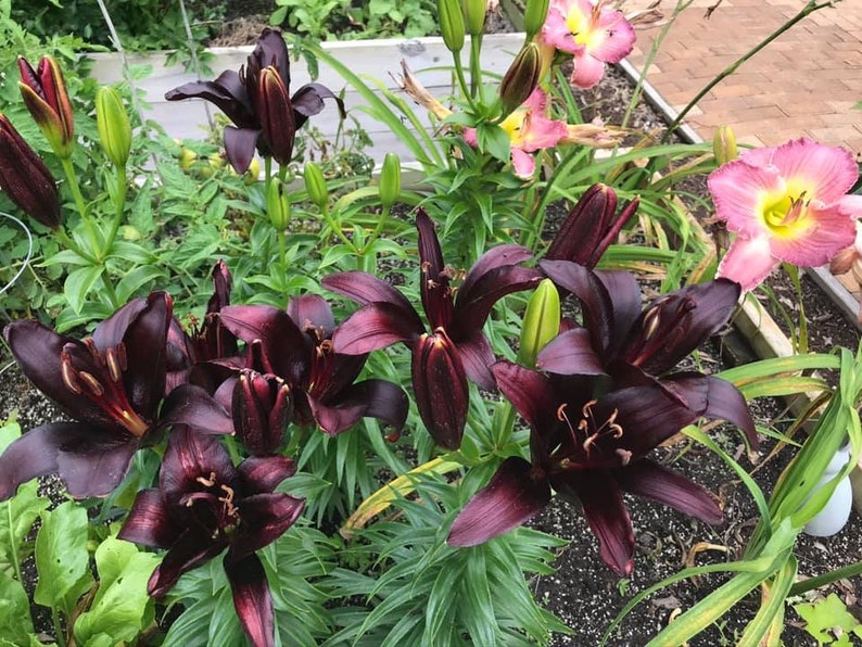 Puede incluir: Primer plano de un grupo de lirios de color burdeos oscuro en flor. Los lirios est&aacute;n rodeados de follaje verde y crecen en un jard&iacute;n.