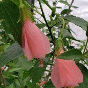 Giant Pink Turks Cap Hibiscus, Sleeping Hibiscus Rooted Starters