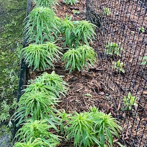 Puede incluir: Una hilera de plantas verdes que crecen en un jard&iacute;n con mantillo marr&oacute;n. Las plantas crecen contra una valla de alambre negro.