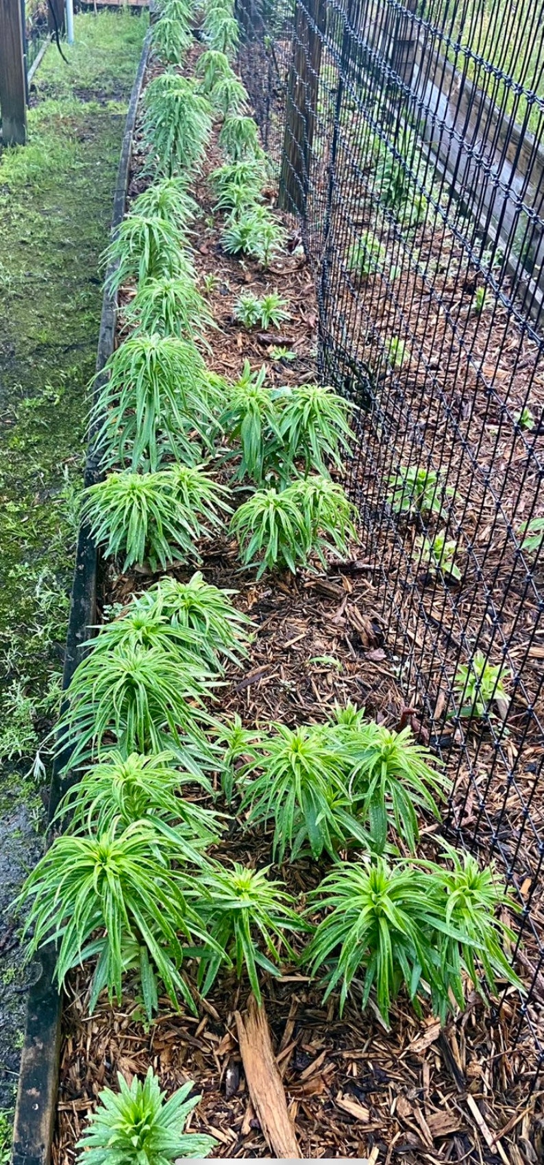 Puede incluir: Una hilera de plantas verdes que crecen en un jard&iacute;n con mantillo marr&oacute;n. Las plantas crecen contra una valla de alambre negro.
