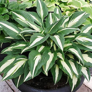 Cherry Berry Hosta - roots
