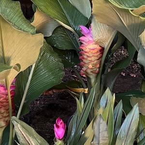 Curcuma Longa ‘Hidden Ginger’ Rhizome