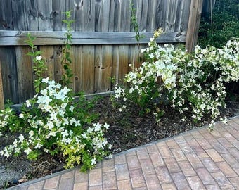 Sweet Mockorange (Philadelphus coronarius)  5 Un Rooted Cuttings