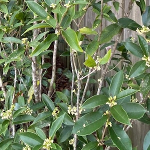 Tea Olive Branches