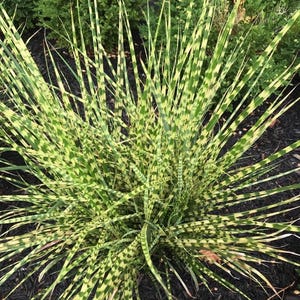 May include: A close-up of a decorative plant with long, slender, green and yellow striped leaves. The plant has a dense, bushy appearance and is set against a backdrop of dark mulch and green foliage.