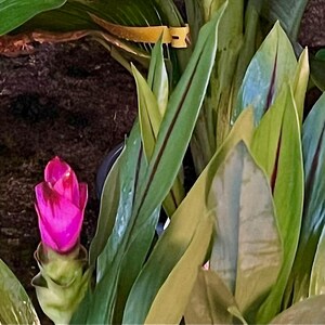 Siam Tulip Ginger-Zingiberaceae – Live Rhizome for Planting | Tropical Garden Plant | Aromatic & Easy to Grow