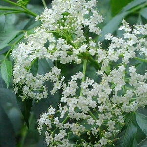 May include: Close-up of a cluster of white elderflowers in full bloom. The delicate, small flowers are densely packed together, creating a textured appearance. Green leaves and stems provide a contrasting backdrop, highlighting the bright white blossoms. The image captures the natural beauty of the plant.