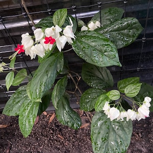 Bleeding Heart white and red flowers Clerodendrum thomsoniae Un-Rooted or Rooted Cuttings