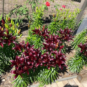 Puede incluir: Una vista cercana de un lecho de jard&iacute;n con una variedad de lirios rojo oscuro en flor. Los lirios est&aacute;n rodeados de follaje verde y crecen en un lecho de mantillo.