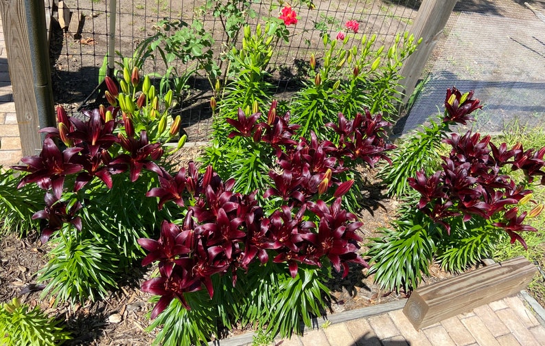 Puede incluir: Una vista cercana de un lecho de jard&iacute;n con una variedad de lirios rojo oscuro en flor. Los lirios est&aacute;n rodeados de follaje verde y crecen en un lecho de mantillo.