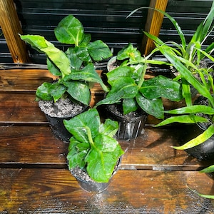 Truly Tiny (Super Dwarf) Banana Tree