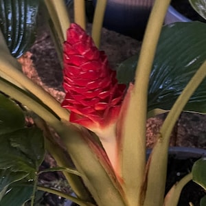 Pinecone, Shampoo Ginger, Zingiber zerumbet / Rhizome