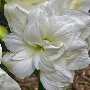 White Christmas Double Bloom Amaryllis Bulb/Plant
