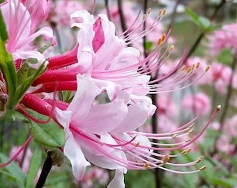 Live Pinxter Azalea Native Deciduous Azalea Plant | Fragrant Spring Bloom | Pollinator Friendly  | Shade Garden Plant | 5 Unrooted Cuttings