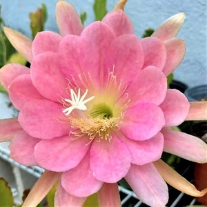 PINAFORE EPIPHYLLUM Unrooted Cutting
