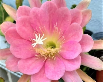 PINAFORE EPIPHYLLUM Unrooted Cutting
