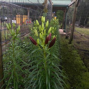 Puede incluir: Una hilera de capullos de flores de lirio rojo oscuro que crecen en un jard&iacute;n. Los capullos est&aacute;n rodeados de hojas verdes y una valla de alambre.
