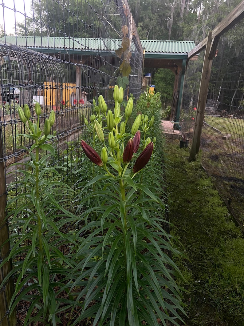 Puede incluir: Una hilera de capullos de flores de lirio rojo oscuro que crecen en un jard&iacute;n. Los capullos est&aacute;n rodeados de hojas verdes y una valla de alambre.