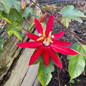 Passion Vine Tropical Red live Un-Rooted Cuttings