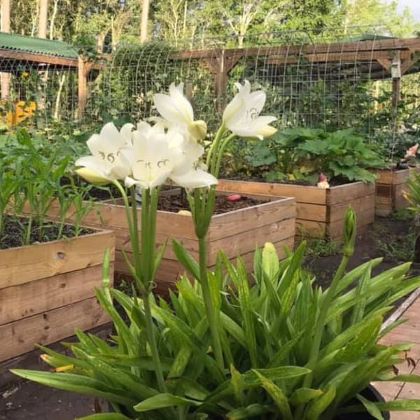St Christopher Crinum Bulb/Plant