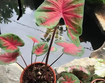 Florida Blaze Caladium Plant