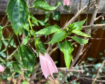 Giant Pink Turks Cap Hibiscus, Sleeping Hibiscus Un-Rooted Cuttings