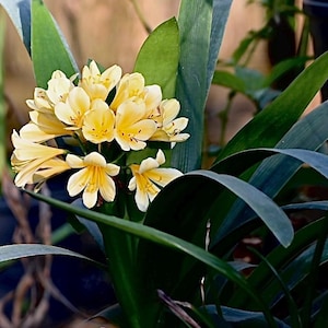 Clivia Miniata Live Plant  Rare Yellow Flowering Indoor Houseplant  Easy  Care Shade Loving Plant Gift for Her or Him