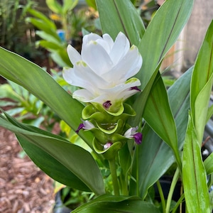 Cúrcuma jazmín blanco puro con flor púrpura - Un rizoma/planta