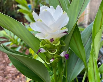 Pure White Jasmine Curcuma with Purple Flower - One Rhizome/Plant