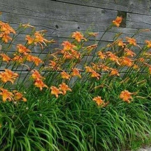 Orange Day Lilies  Ditch Lilies)  2 Pack of Roots