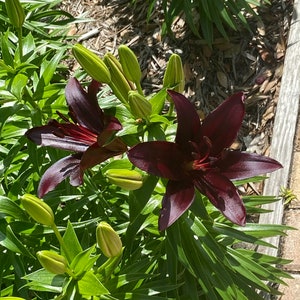 Puede incluir: Dos lirios de color p&uacute;rpura oscuro en flor con varios capullos de lirio verdes en diferentes etapas de desarrollo. Los lirios est&aacute;n rodeados de follaje verde.