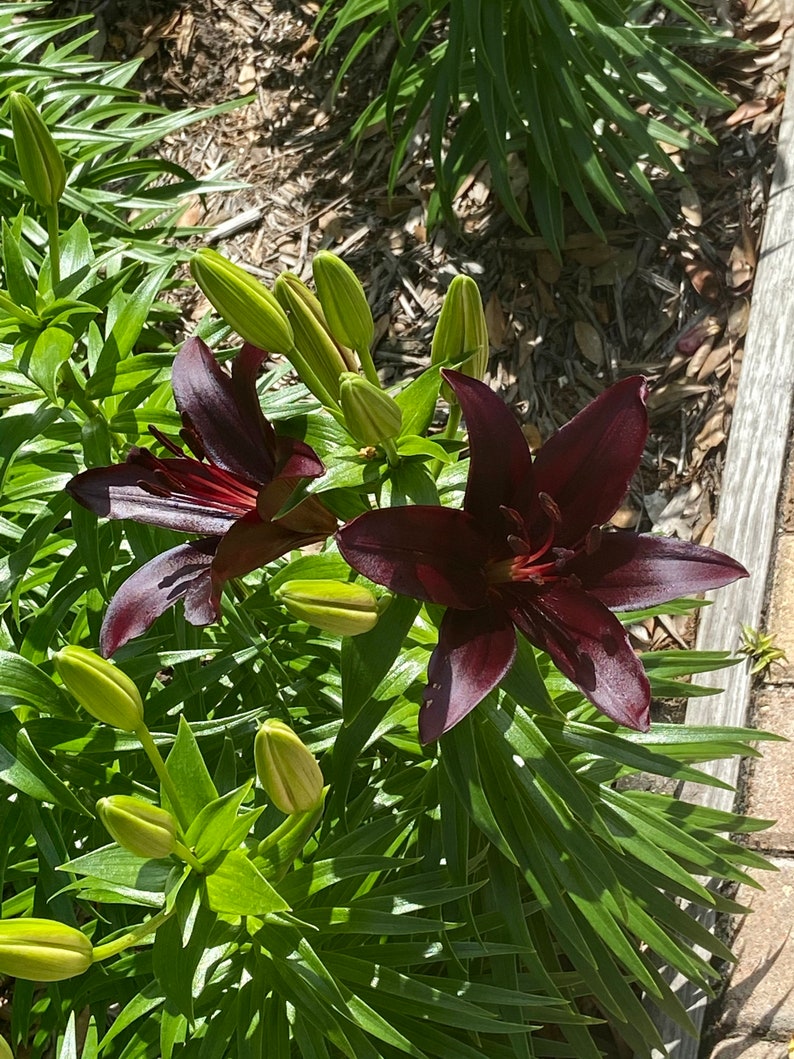 Puede incluir: Dos lirios de color p&uacute;rpura oscuro en flor con varios capullos de lirio verdes en diferentes etapas de desarrollo. Los lirios est&aacute;n rodeados de follaje verde.