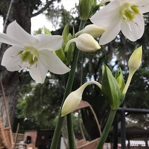 Eucharis x Grandiflora (Lirio Amazonas) – Flores blancas fragantes – Elegante planta de interior con flores, regalo ideal para ella o para él.