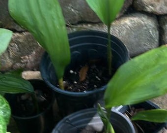 Cast Iron Starter Plant