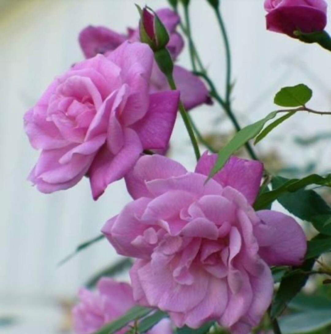 Old Blush Climbing Rose Unrooted Cuttings - Etsy