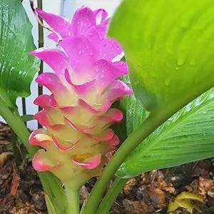 May include: A vibrant Curcuma flower featuring layered, petal-like bracts that transition from a pale yellow base to bright pink tips. The plant has large, glossy green leaves with visible water droplets on the surface, set against dark soil.