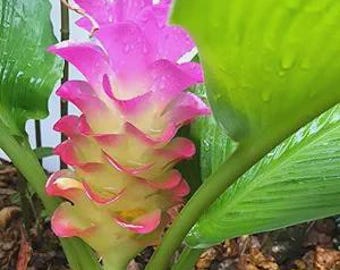 Curcuma Longa Turmeric Ginger | Zingiberaceae Family | Easy to Grow | Live Garden Plant/Rhizome