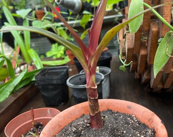 Mature Blooming Age Queen Emma Lily Crinum