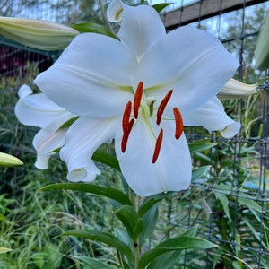 Oriental Trumpet Lilium Zambesi Bulbs Time to clean out the Lily Beds! Buy two and receive extra babies